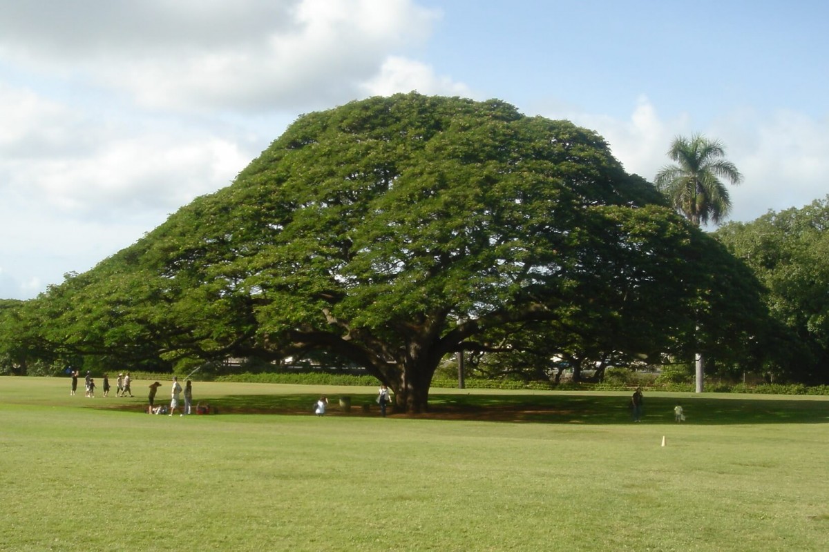 Pohon trembesi yang sudah tumbuh besar, dengan dedaunan rimbun yang menaungi orang-orang di bawahnya.